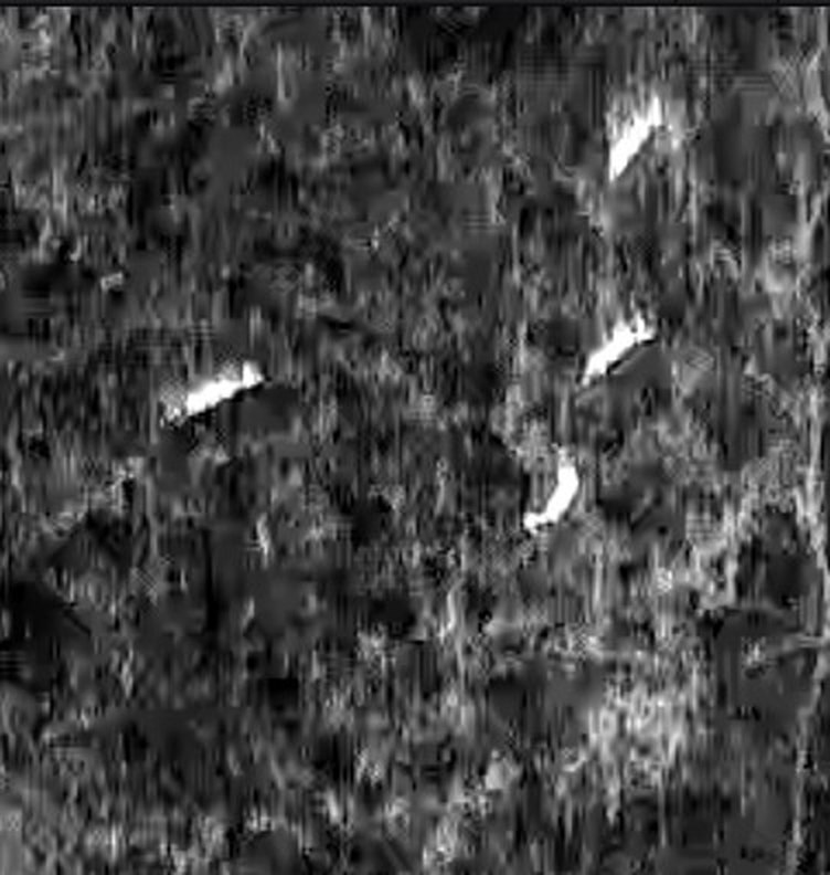 Thermal camera image showing a group of heat signatures near a tree line